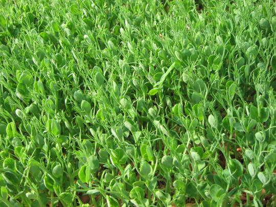 Pea Tendrils